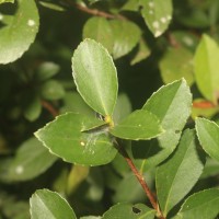 Rhaphiolepis indica (L.) Lindl.